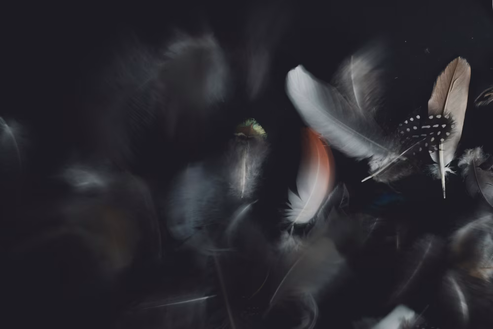 Artistic Composition of Colorful Feathers on a Dark Background