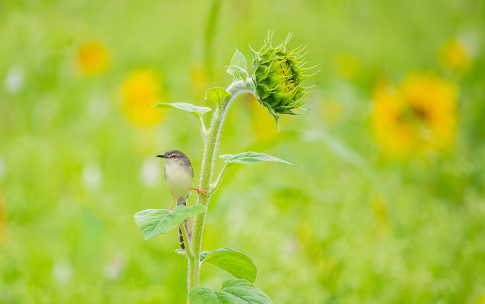 Bird Perched on Green Stem with Sunflower in Bright Blossoming Meadow