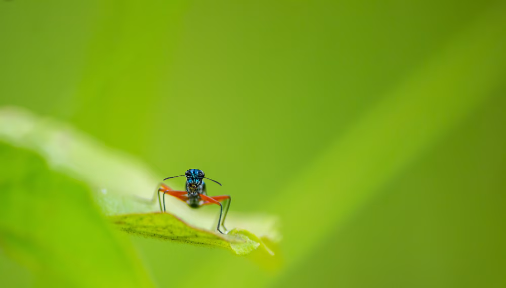 Blue Insect On Green Leaf Macro Close-Up in Natural Outdoors Setting with Vibrant Colors