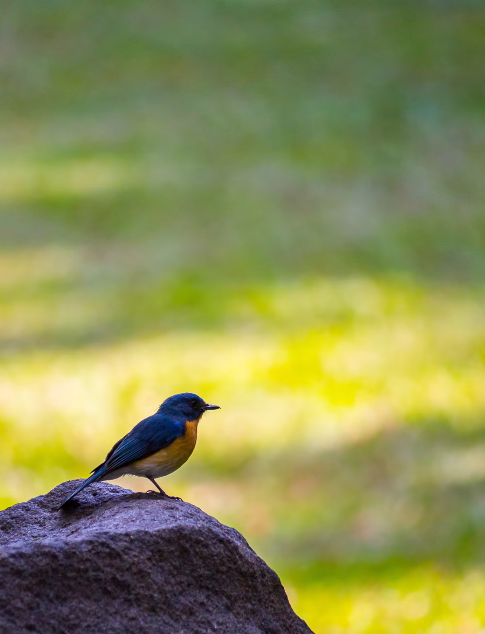 Bluebird Perched On Rock In Quiet Forest Setting With Green, Sunlit Background