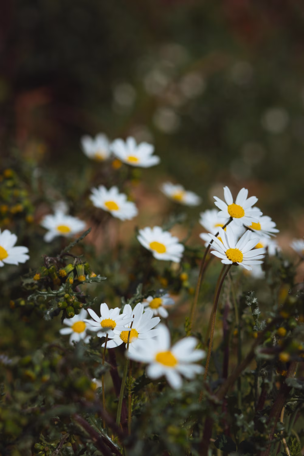 Bright White Daisies With Yellow Centers in a Wild Field – Close-Up Nature Scene