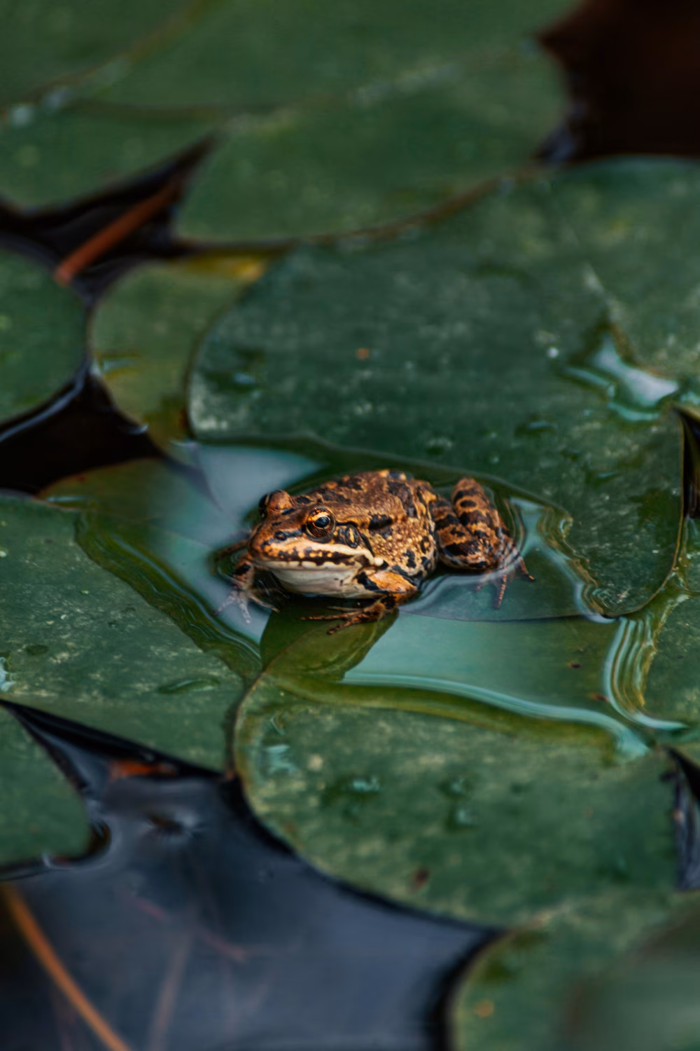 Brown Frog Resting on Green Lily Pad in a Calm Pond