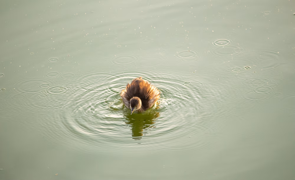 Brown Water Bird Floating Calmly on a Rippling Pond Surface