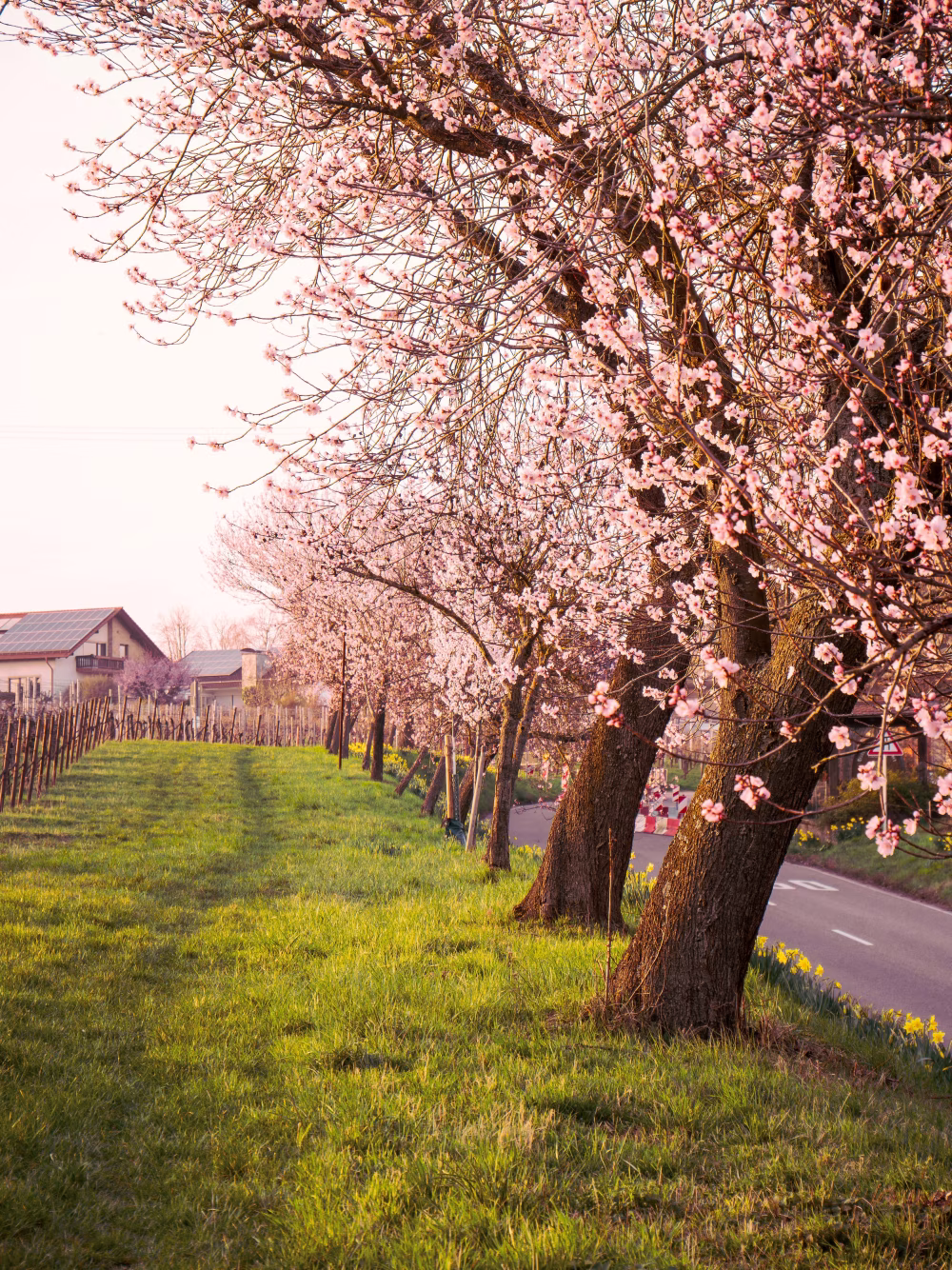 Cherry Blossom Street in Spring: Pink Trees Along a Quiet Rural Road