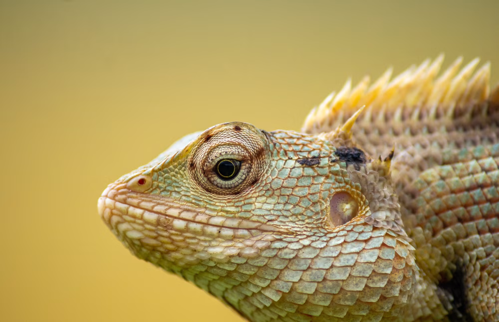 Close-Up of a Detailed Lizard Head on a Neutral Background