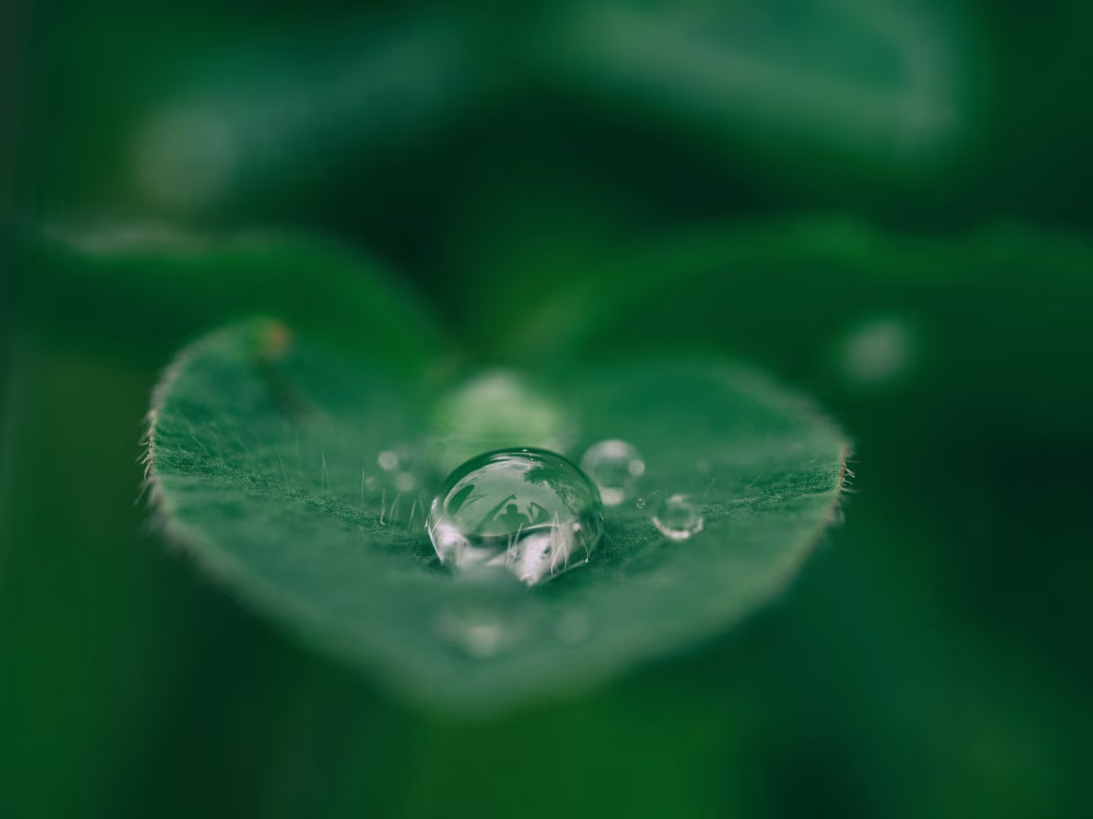 Close-Up of a Dewdrop Resting on a Fresh Green Leaf Surface