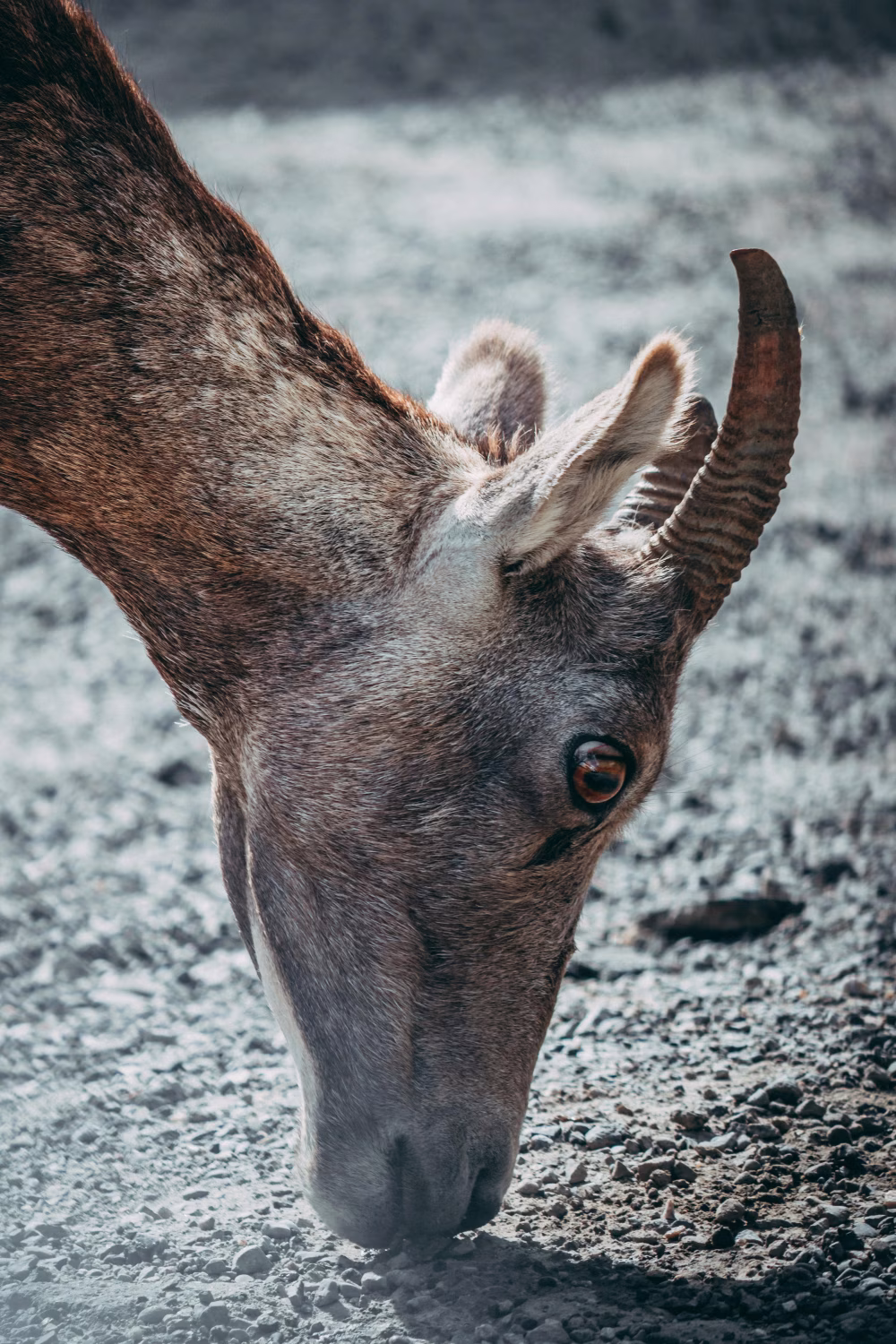 Close-Up of a Goat Foraging on a Gravel Path in Natural Light