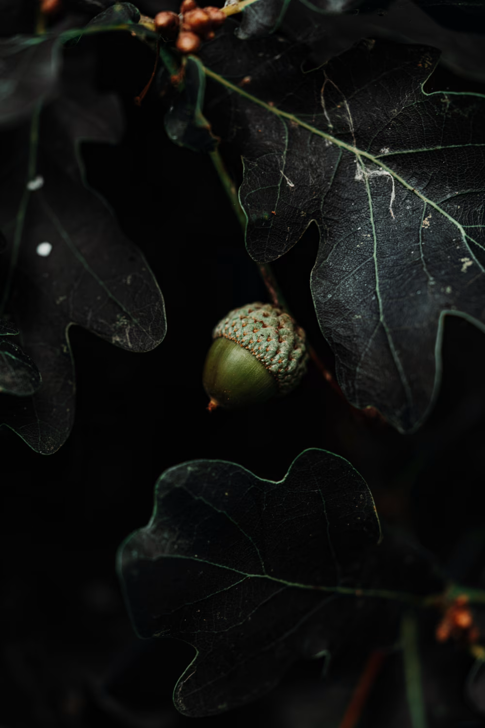 Close-Up of a Green Acorn Hanging on an Oak Tree Branch in Nature