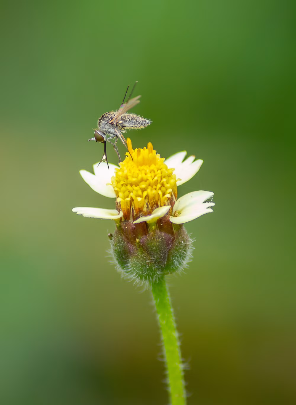 Close-Up of an Insect Pollinating a Vibrant Flower in Natural Setting
