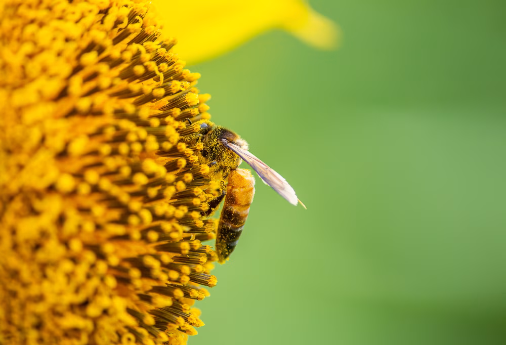 Close-Up of Bee Pollinating a Vibrant Sunflower in a Green Field