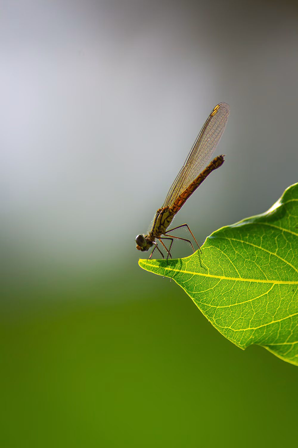 Close-Up of Dragonfly Perched on Leaf with Blurred Green Background