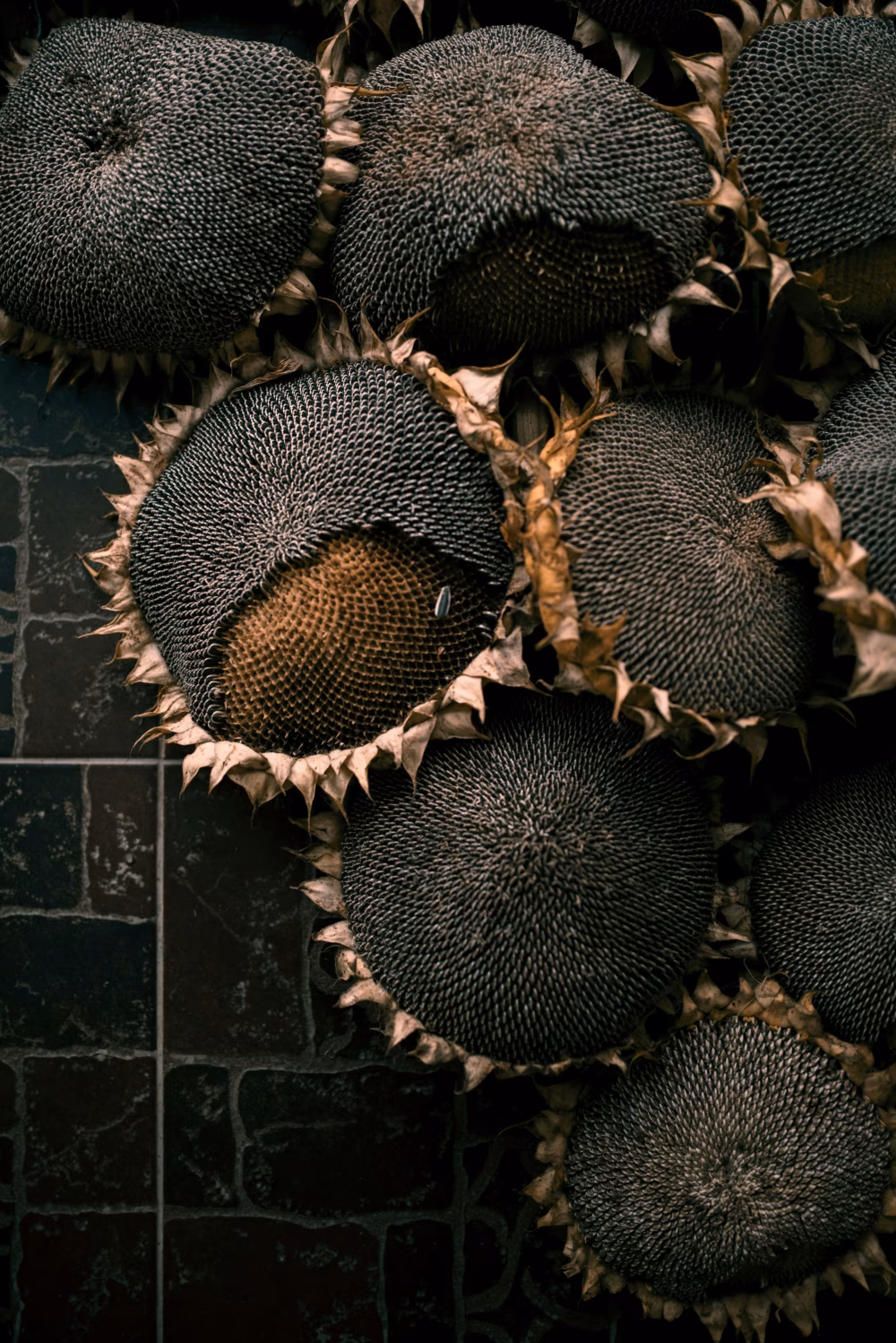 Close-Up of Dried Sunflower Heads with Detailed Seed Patterns
