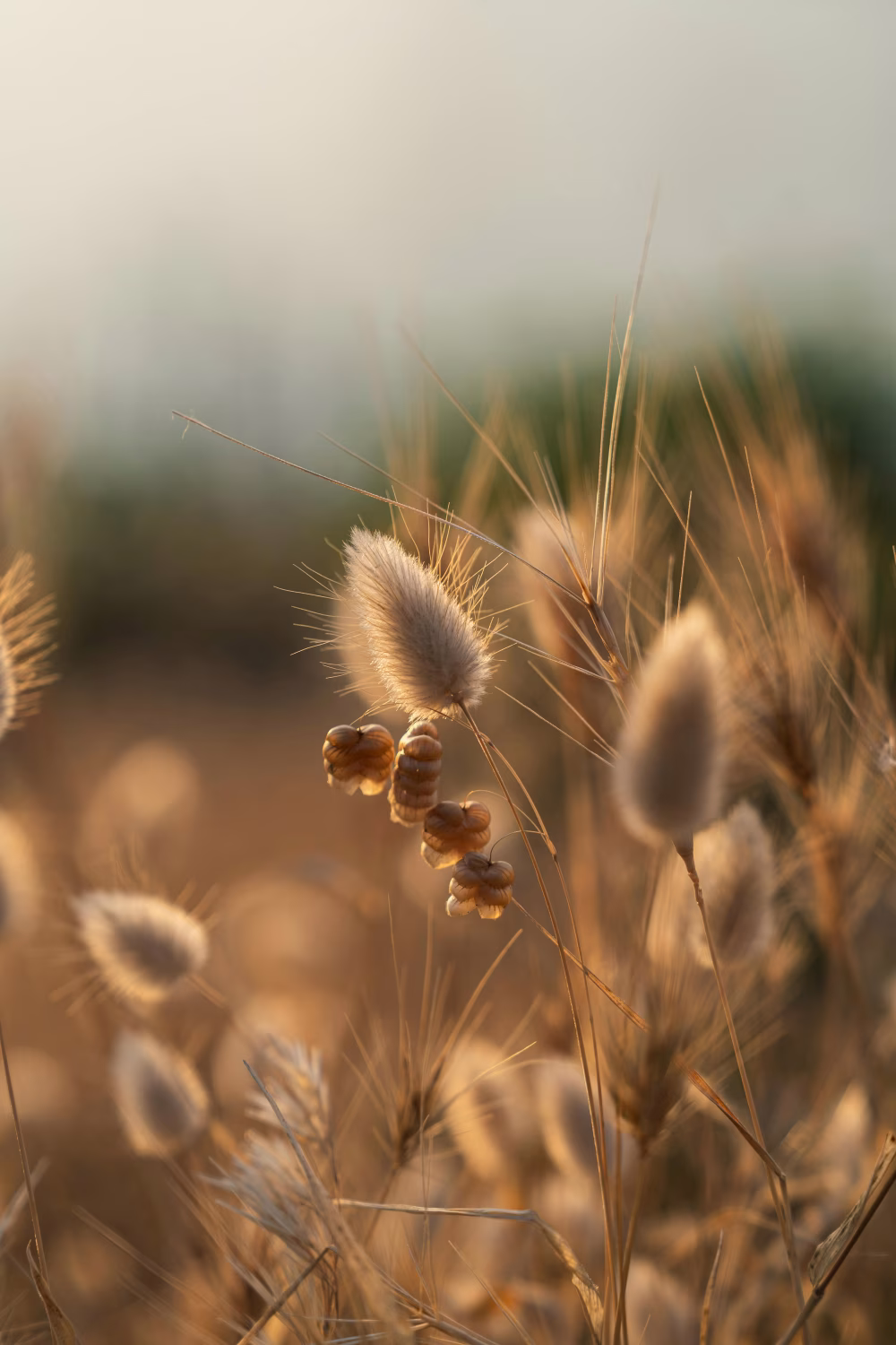 Close-up of Golden Grass Stalks in Sunlit Meadow at Sunset