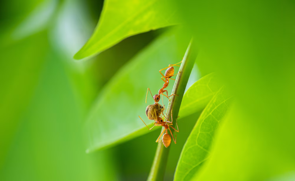 Close-Up Of Orange Ants On A Green Leaf In Bright Natural Nature Scene, Macro Shot