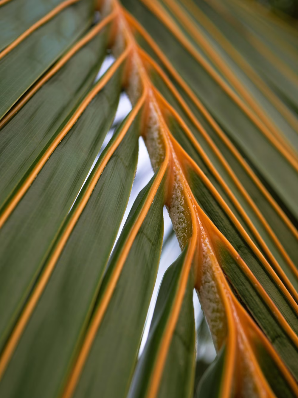 Close-Up of Palm Leaf with Intricate Patterns Under Natural Light