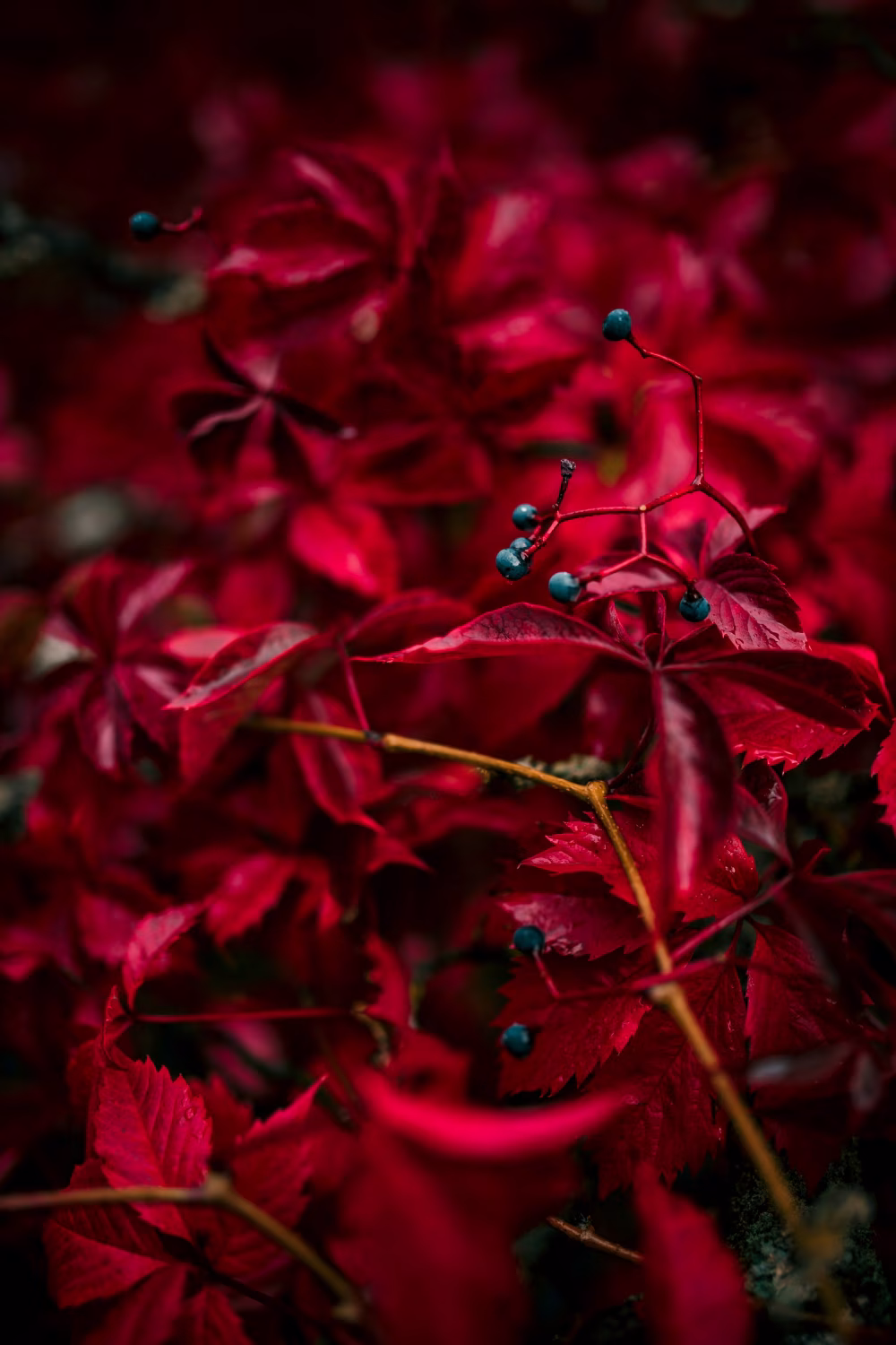 Close-Up of Vibrant Red Autumn Leaves with Small Blue Berries