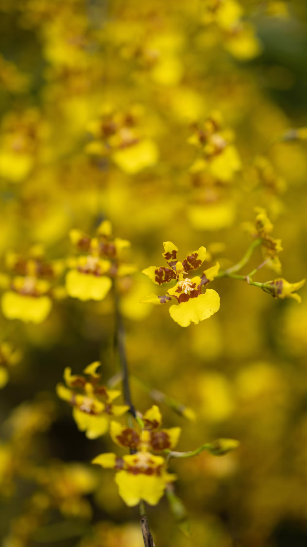 Close-Up of Vibrant Yellow Oncidium Orchids in Full Bloom