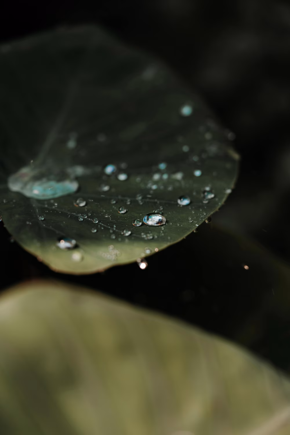 Close-Up of Water Droplets on a Green Leaf in Natural Light