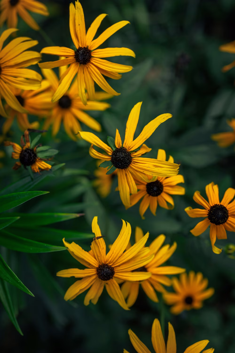 Close-Up of Yellow Black-Eyed Susan Flowers in Bloom During Summer