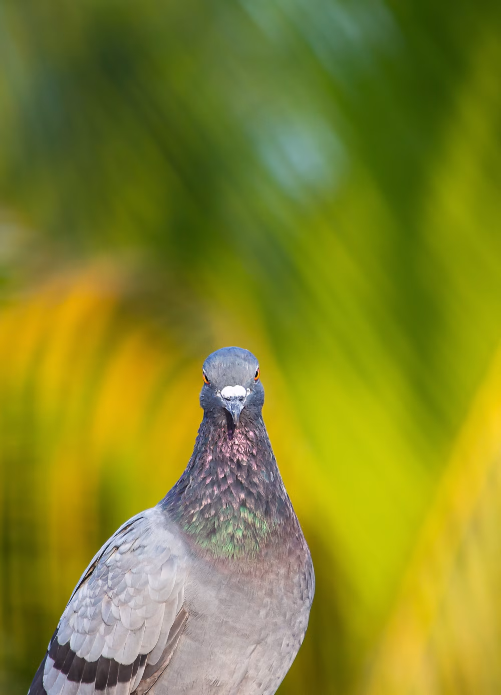 Close-Up Pigeon Portrait With Iridescent Neck Feathers Against Vibrant Green Background