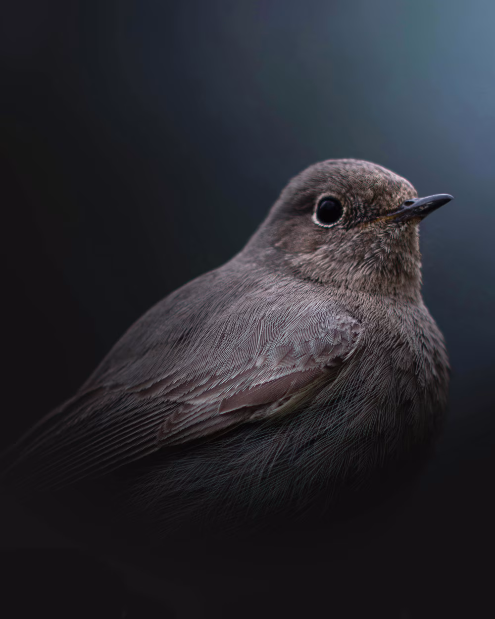 Close-Up Portrait of a Small Bird in a Dark Minimalistic Background