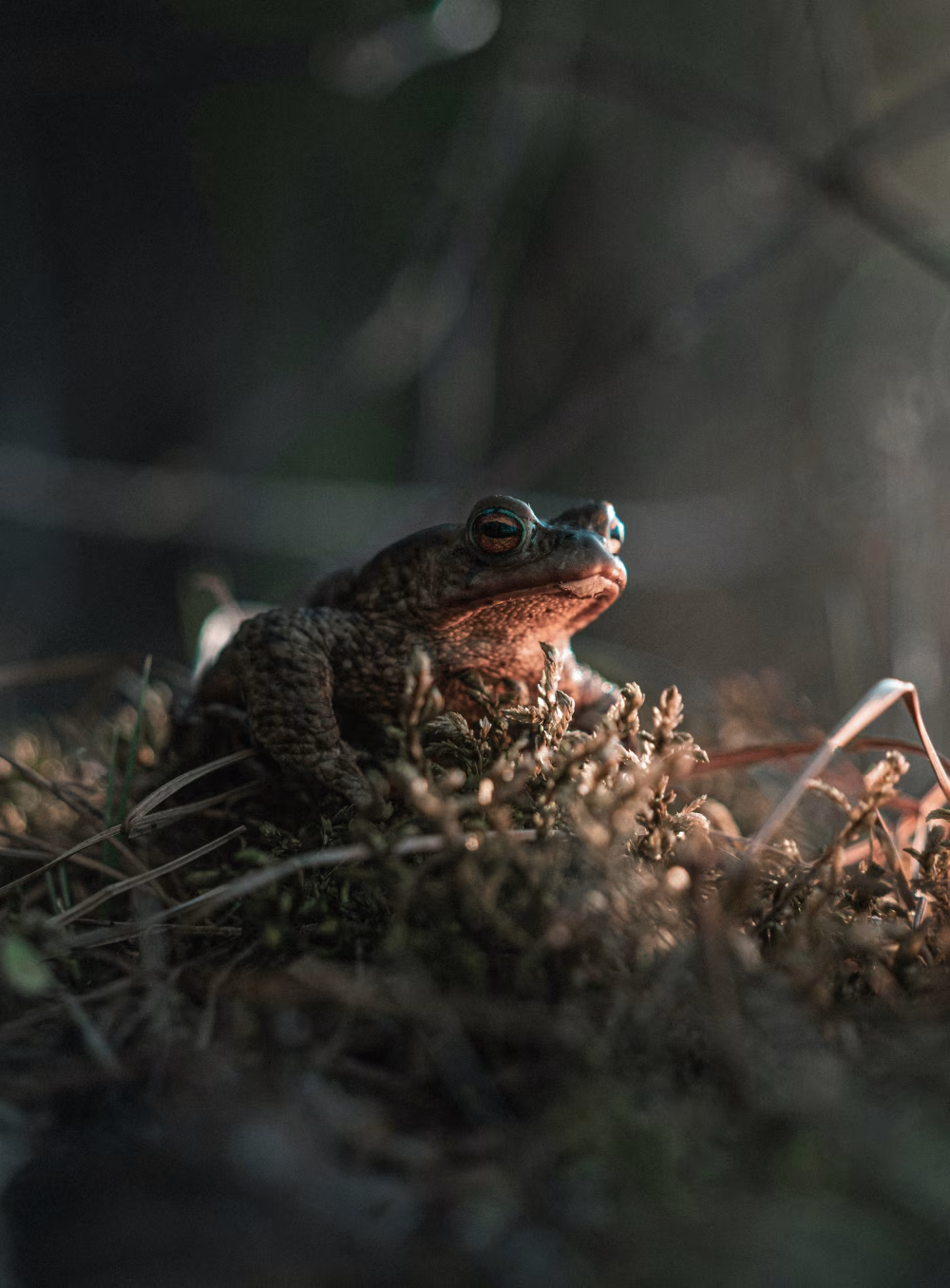 Closeup of a Frog in Natural Habitat Under Soft Light