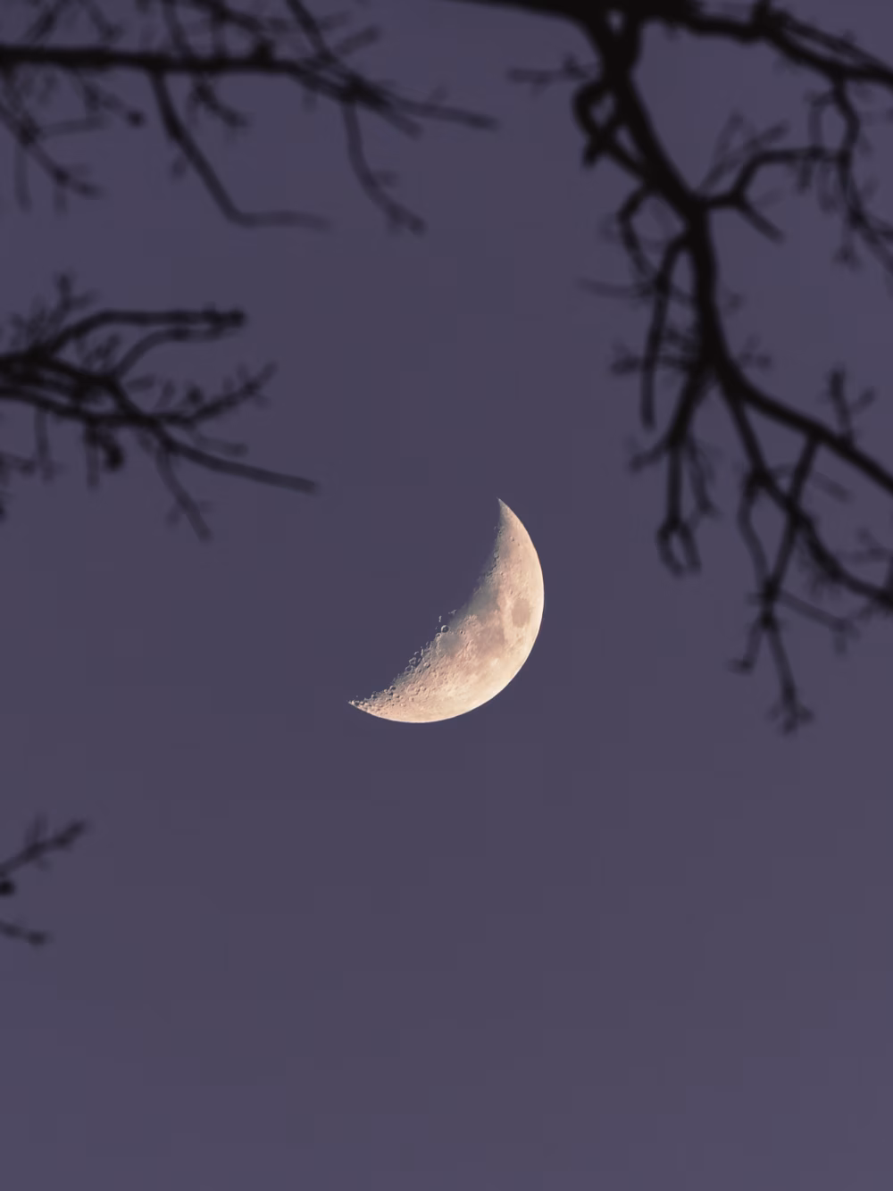 Crescent Moon in Evening Sky Framed by Branches