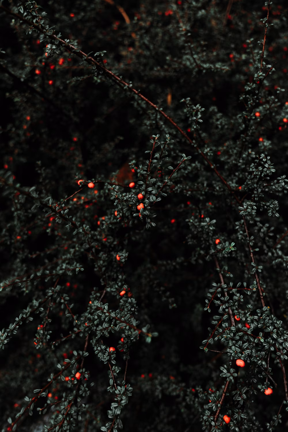 Dark Bush with Red Berries in a Natural Setting