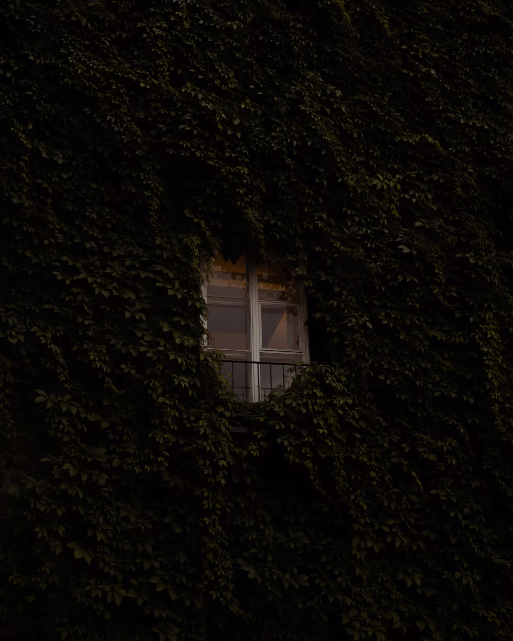 Dark Ivy-Covered Wall with Small Window and Subdued Light