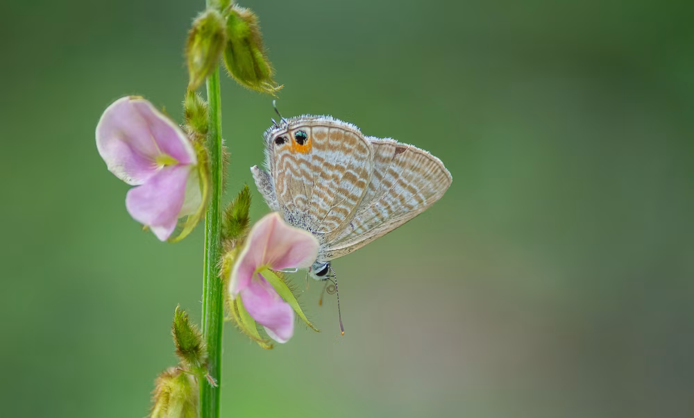 Delicate Brown Butterfly Perched on Pink Flower in Soft Green Garden Scene