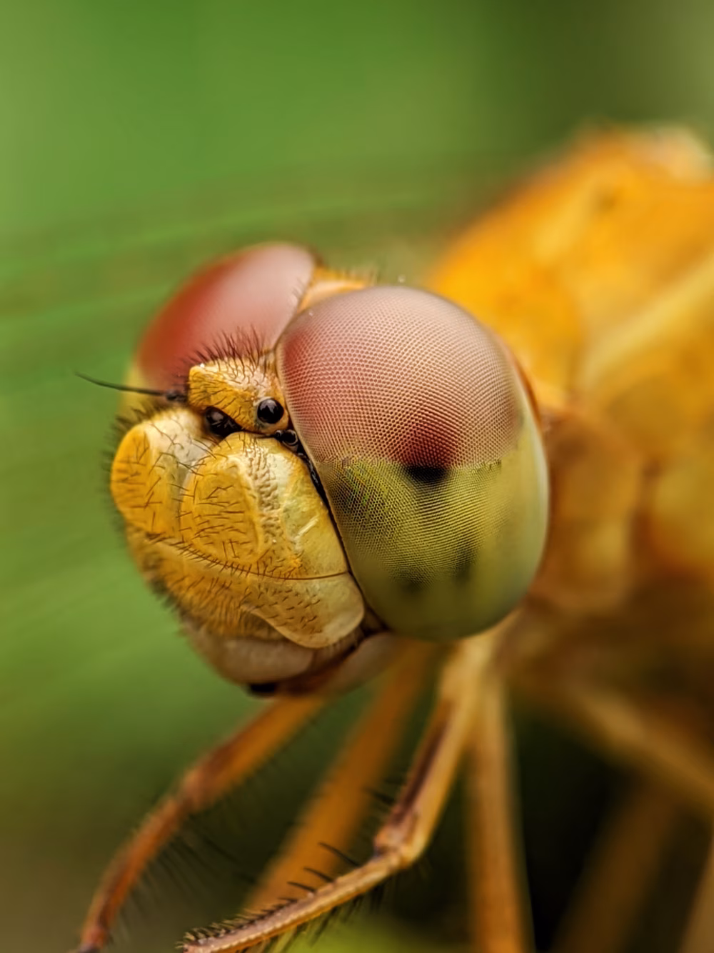 Dragonfly close up