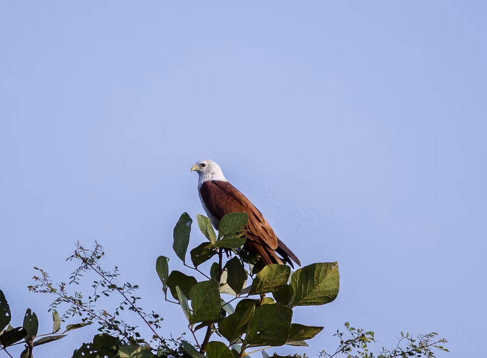 Elegant Bald Eagle Perched On Leafy Branch Against Clear Blue Sky