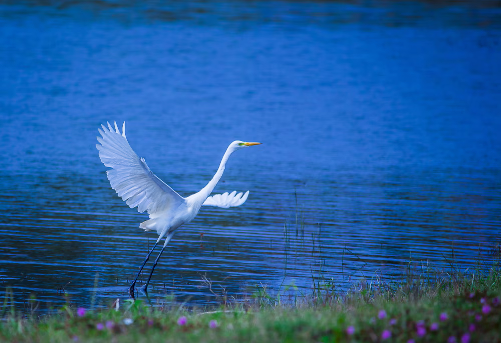 Elegant White Egret Standing Gracefully by a Blue Lake in Natural Habitat