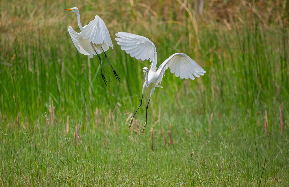 Elegant White Egrets Flying Gracefully Over Lush Green Wetlands