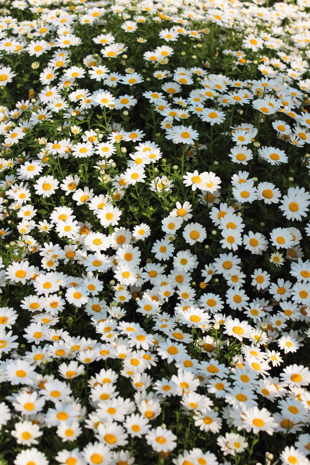 Field of Blooming Daisies on a Sunny Day in Full Bloom