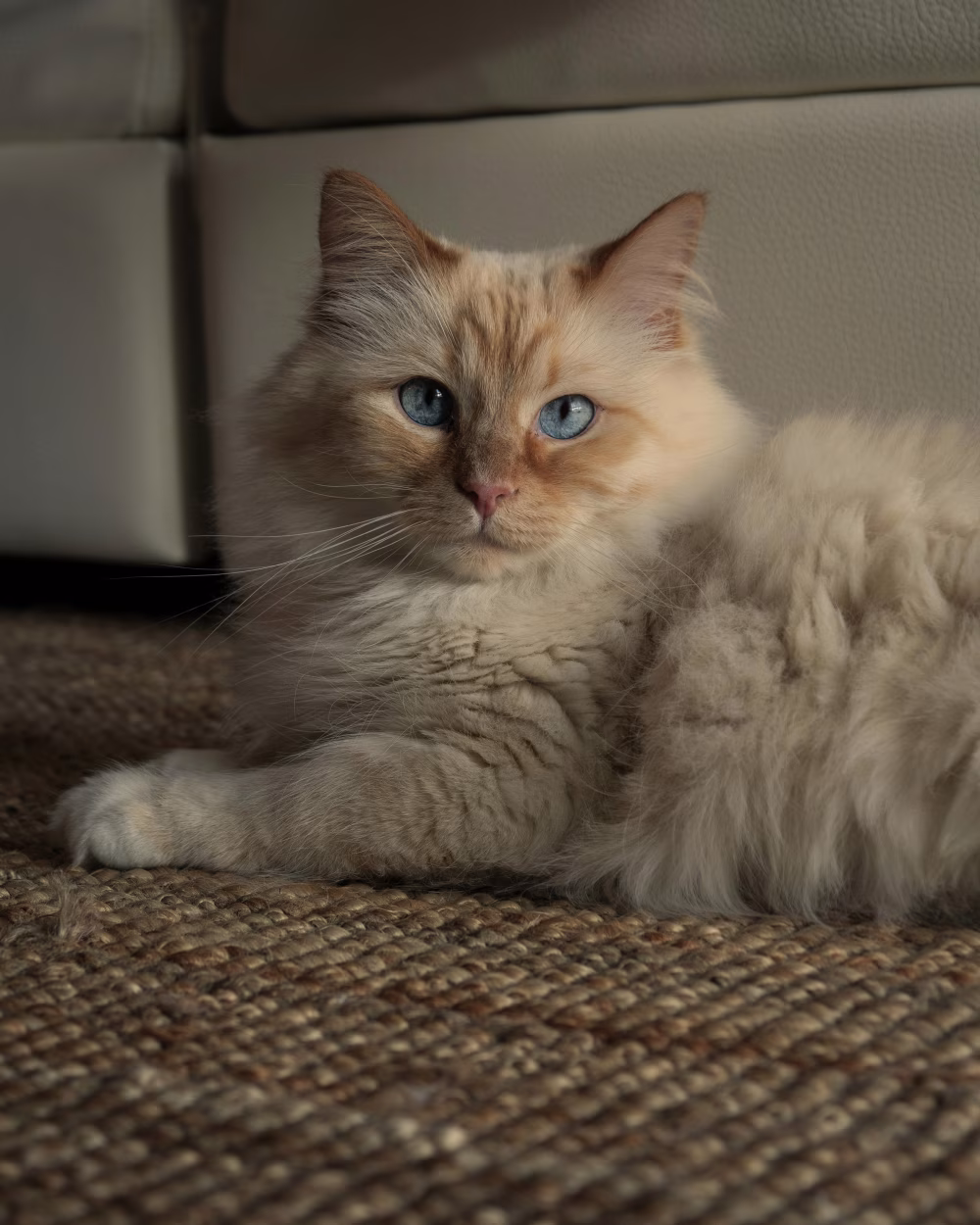 Fluffy Domestic Cat with Blue Eyes Relaxing on a Woven Carpet