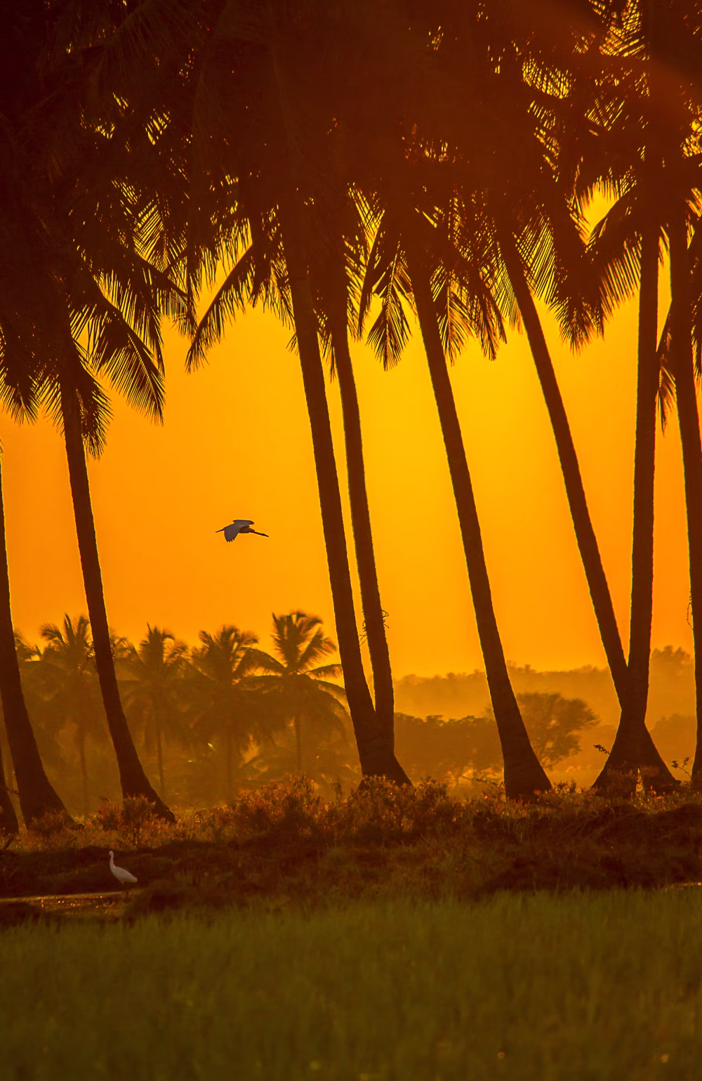 Golden Sunset Over Palm Trees With Silhouetted Birds In A Tropical Landscape