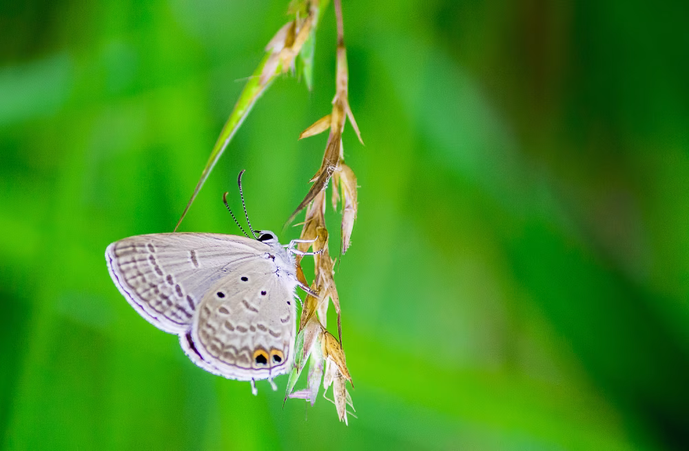 Gray Butterfly Resting on Grass Stem in Bright Green Outdoor Scene Nature Backdrop Close-Up Macro