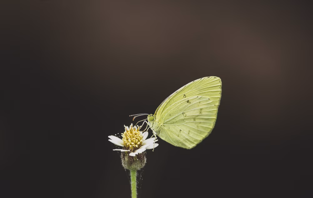 Green Butterfly Perched On White Flower Against a Deep Dark Background