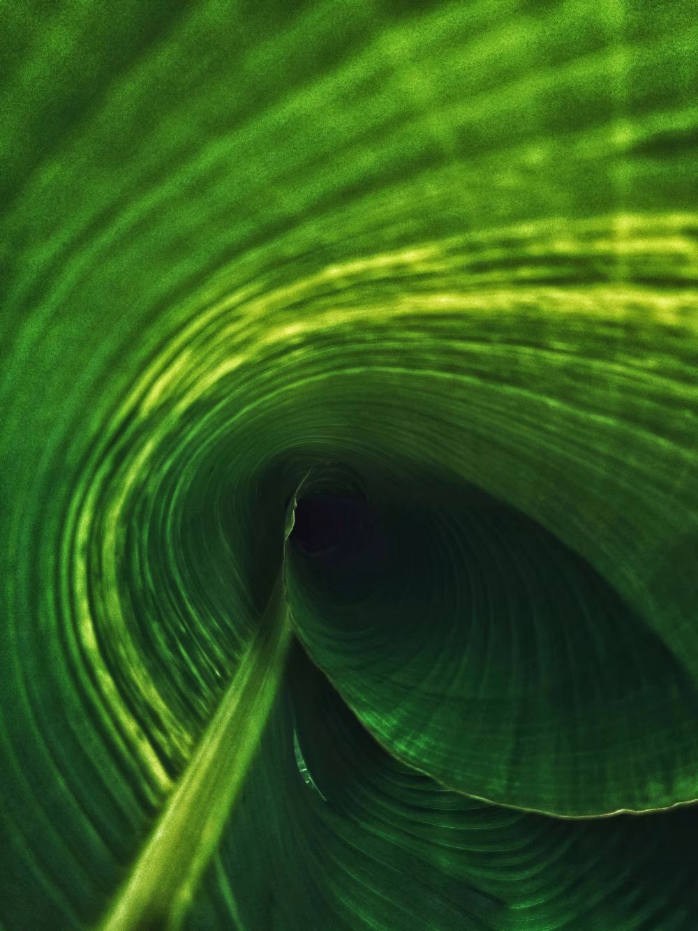 Green leaf texture