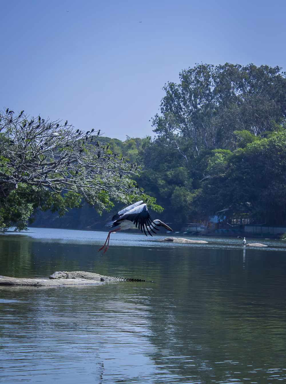 Heron Takes Flight Over Calm Lake With Green Trees And Clear Blue Sky
