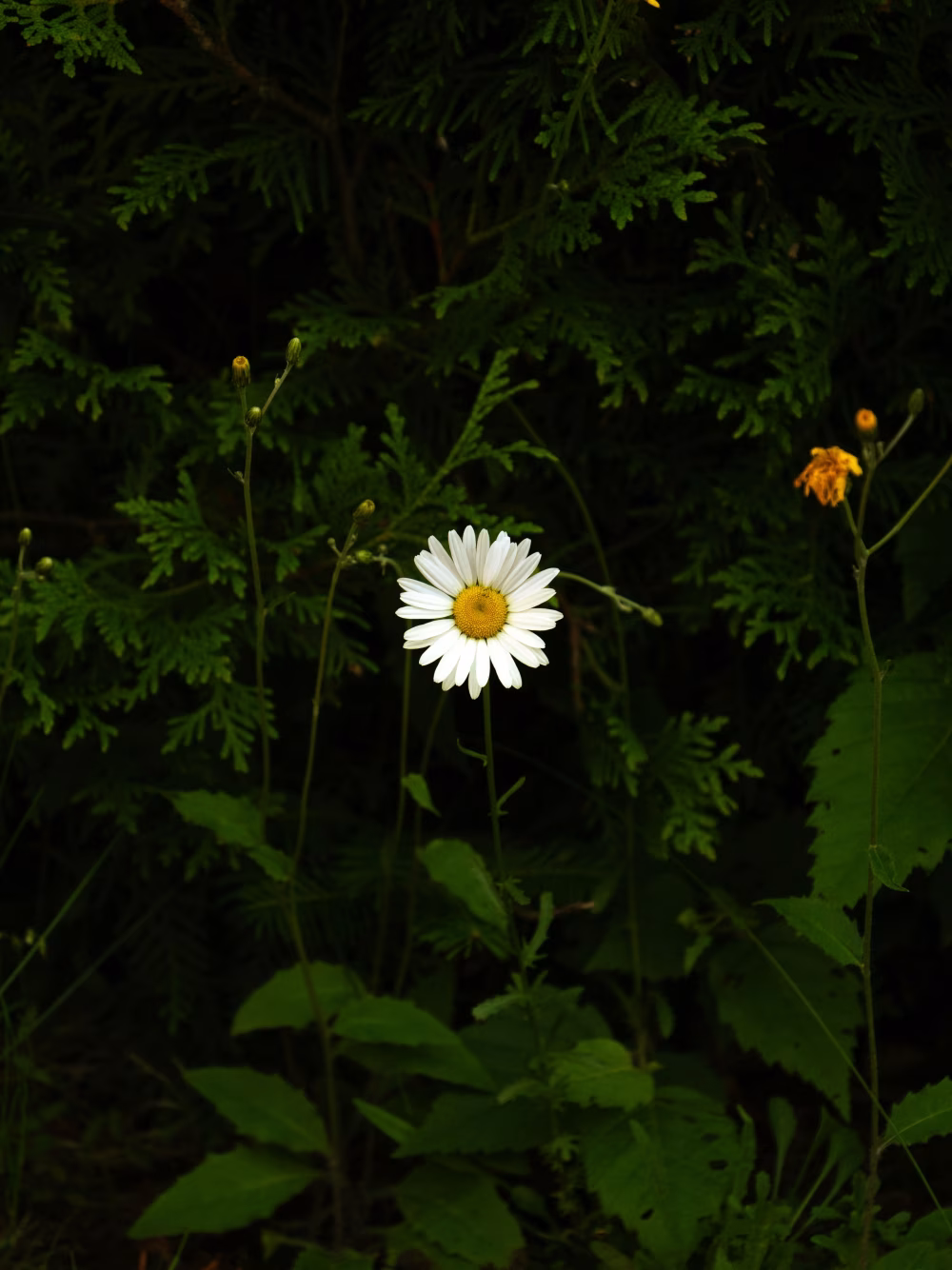 Lone Daisy Blooming Amidst Greenery in a Serene Natural Setting