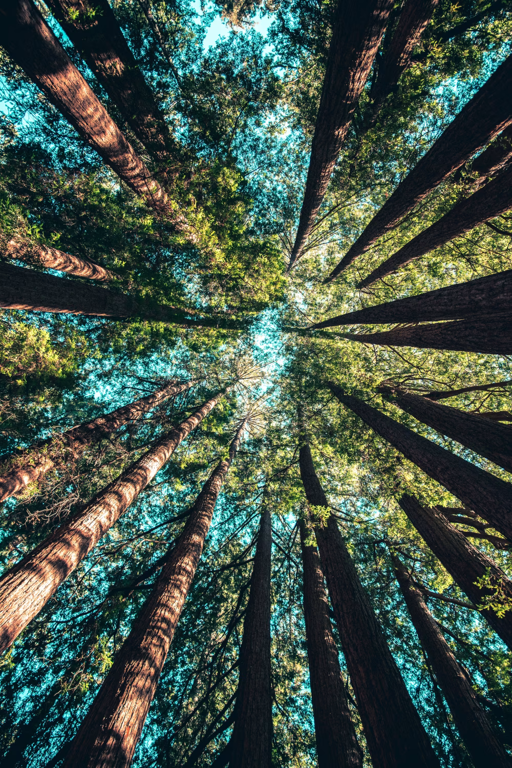 Looking Upwards Through Towering Tall Trees in a Lush Forest
