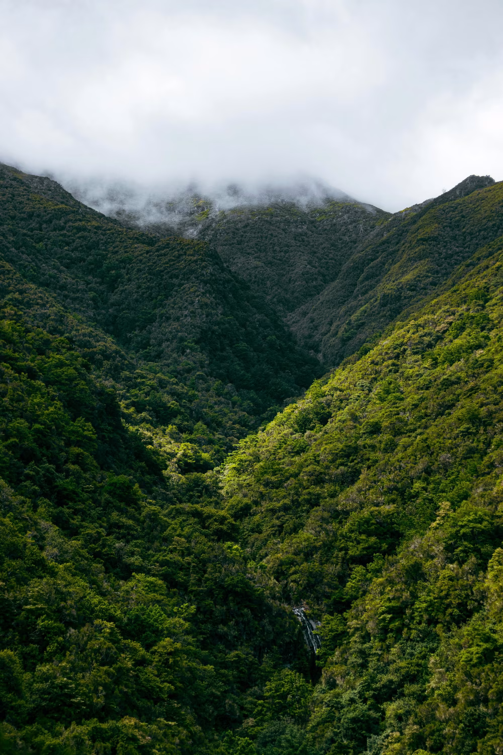 Lush Forest Valley with Waterfall and Misty Mountain Peaks