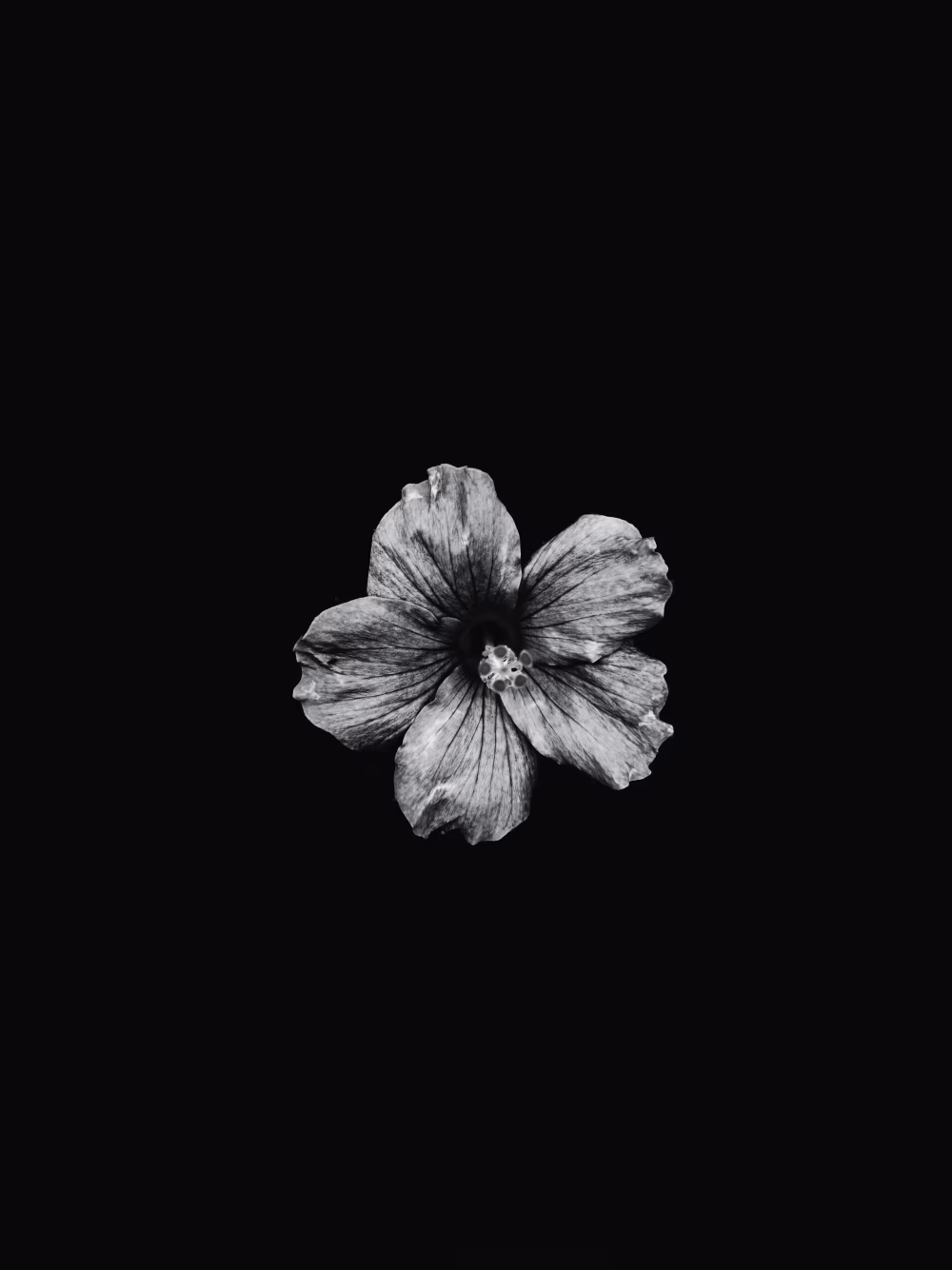 Monochromatic Flower on Black Background with Detailed Textures