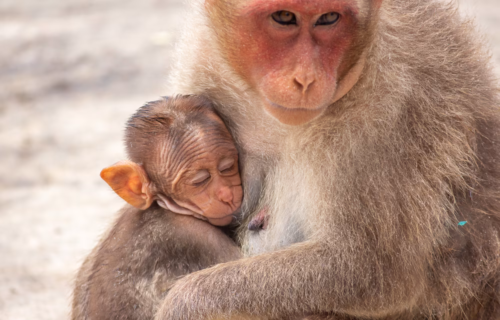 Mother Monkey Embracing Her Infant in a Warm Nature Scene