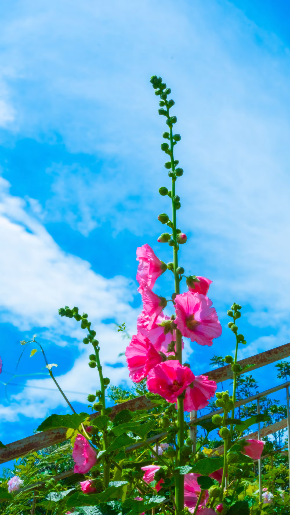 My favorite flower