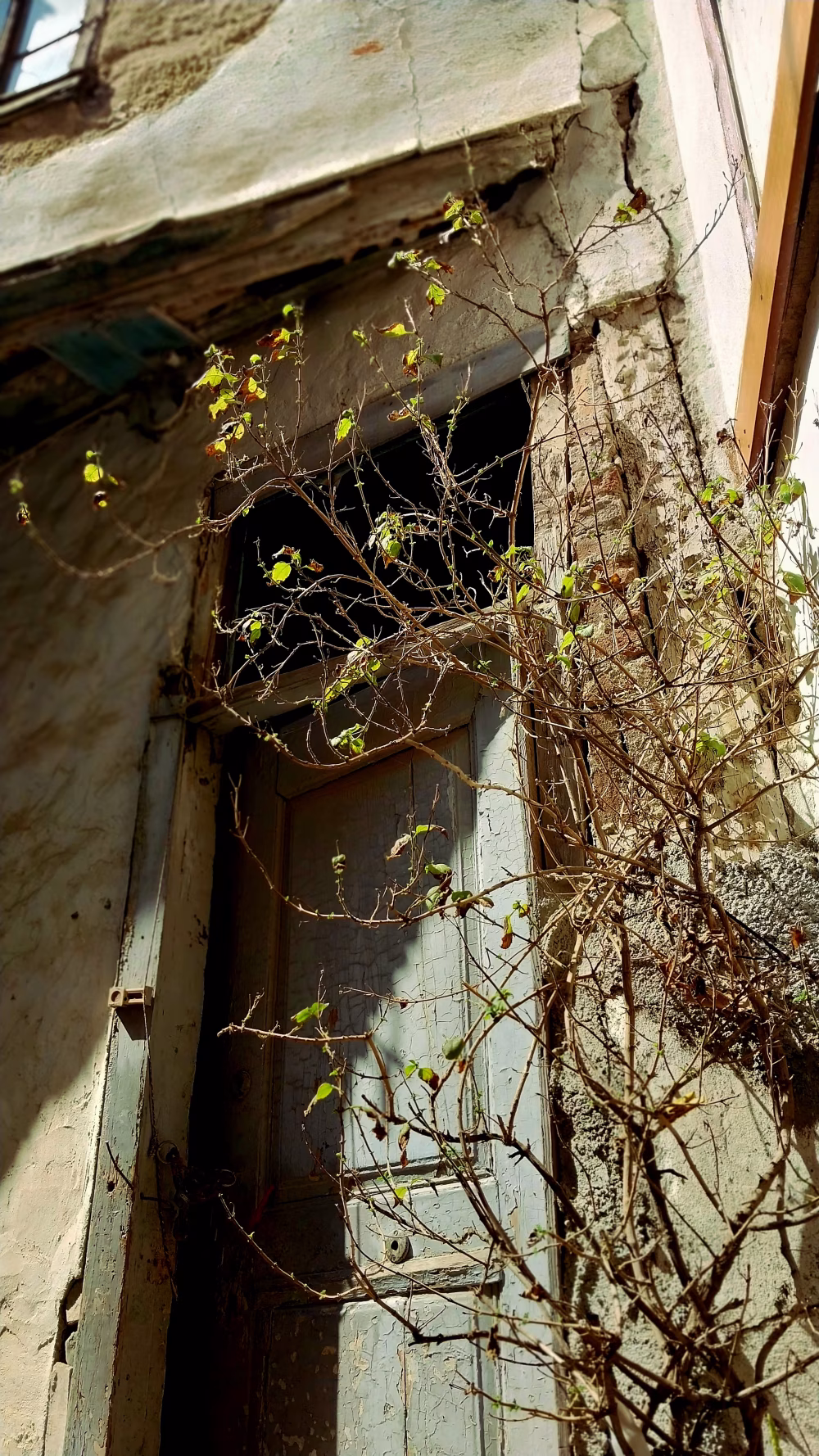 Old Weathered Door Surrounded by Climbing Plants in Sunlight
