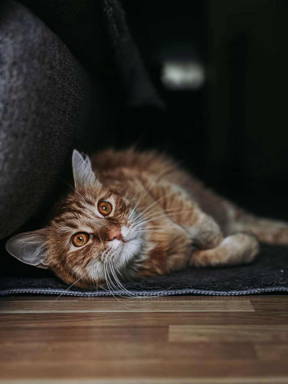 Orange Ginger Cat Relaxed On Rug Near Sofa, A Quiet Home Moment