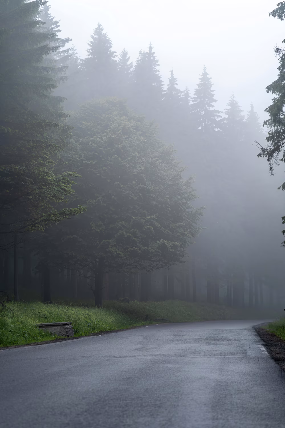 Peaceful Misty Forest Road with Dense Greenery Surrounding the Path